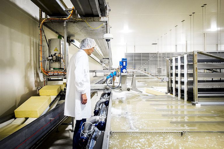 Beeld uit de kaasfabriek van FrieslandCampina in Workum (Fr.). - Foto: ANP