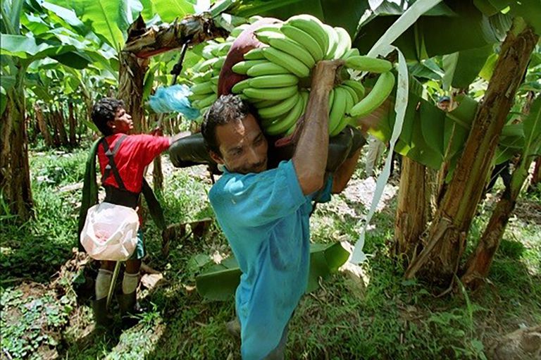 Bananenplukkers in Costa Rica. Mensenrechten moeten beter nageleefd worden door 'Lieferkettengesetz', stelt de Duitse overheid. - Foto: Robert Rizzo/HH/ANP