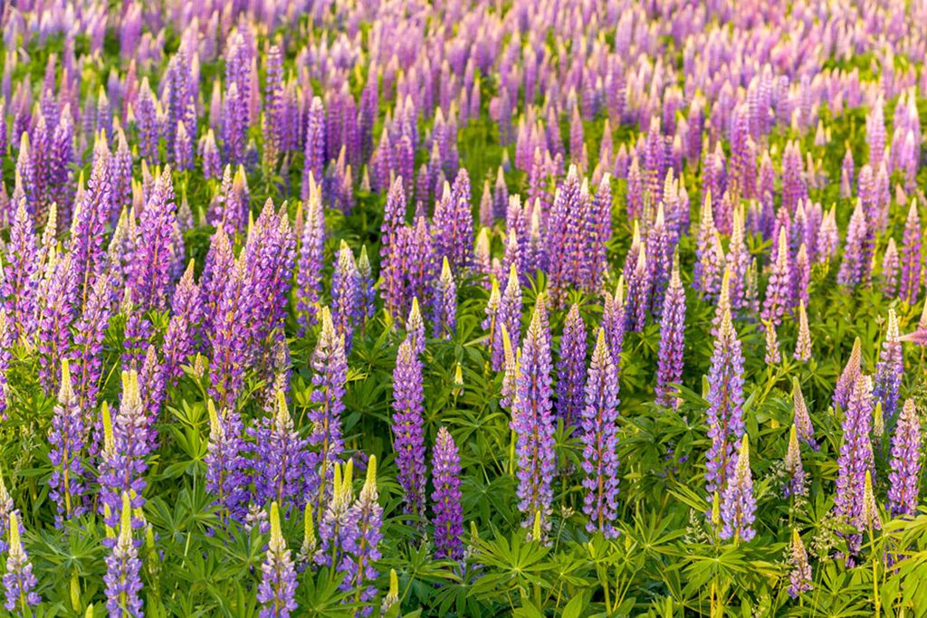 Lupine - Foto: Canva/Oleg_0