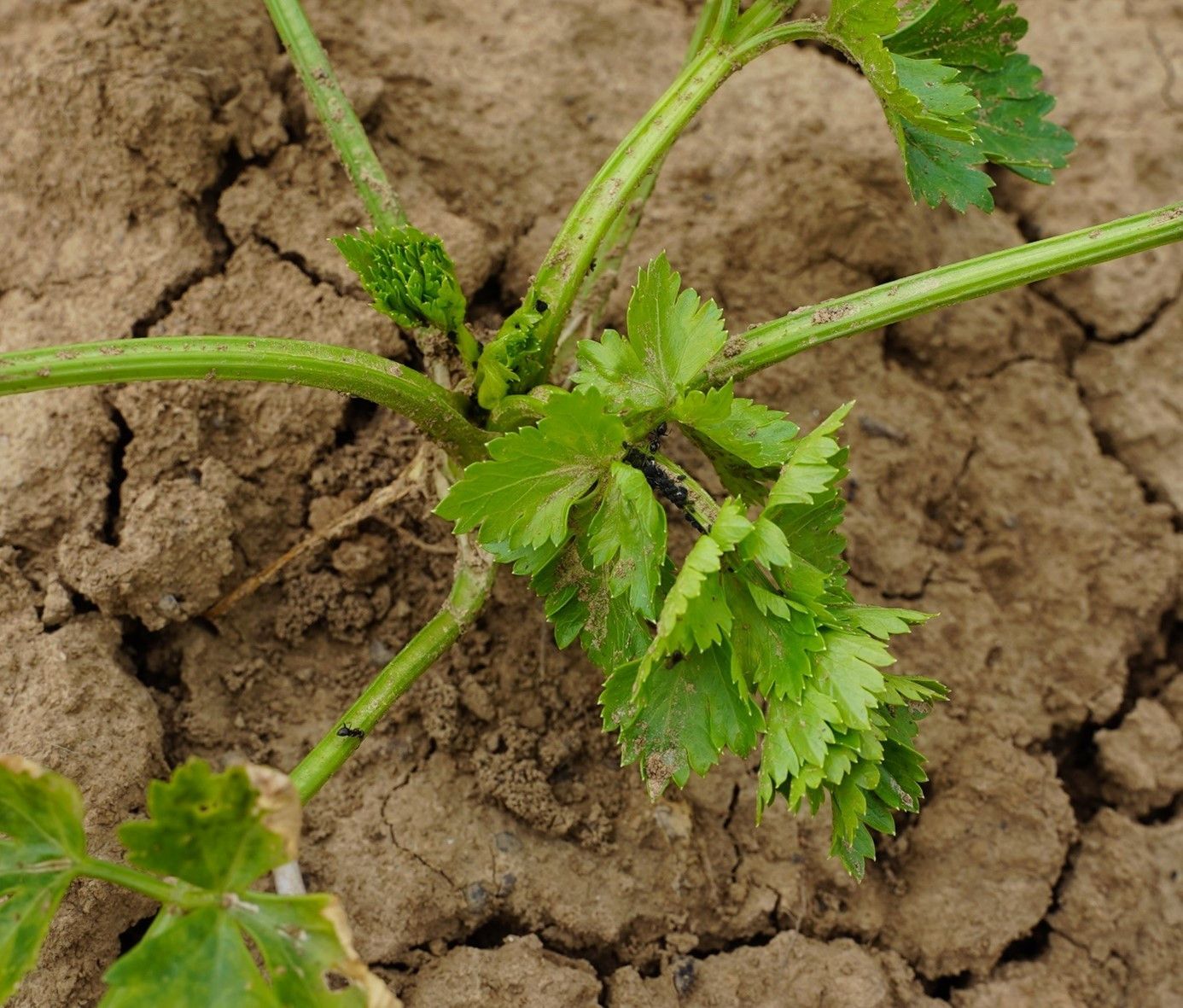 In het onbehandelde knolselderij-object zijn volop zwarte bonenluizen te vinden. Ook zijn de planten zichtbaar minder ontwikkeld dan de objecten waar Serenade is toegepast (tray- en grondbehandeling). “Dit bevestigt wat we in heel veel andere gewassen al veel langer zien; met Serenade zijn planten weerbaarder tegen ziekten en groeien beter‘’, aldus Van Heist.