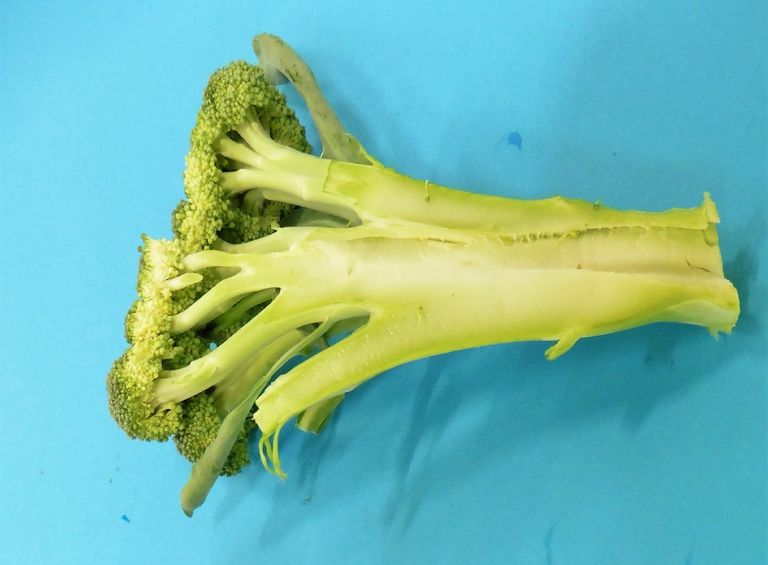 Broccoli met holle steel is pas afkeurenswaardig als dat gepaard gaat met bruine verkleuring. - foto: KCB