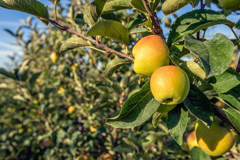 Jonagold-appels in Hongarije mogen onder het erkende regiomerk Szabolcsi alma worden afgezet. - Foto: ANP