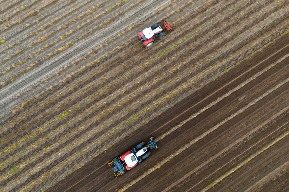 De loofbewerking is nog niet overal uitgevoerd op de percelen aspergeteler Walter Gubbels. – Foto: Bert Jansen