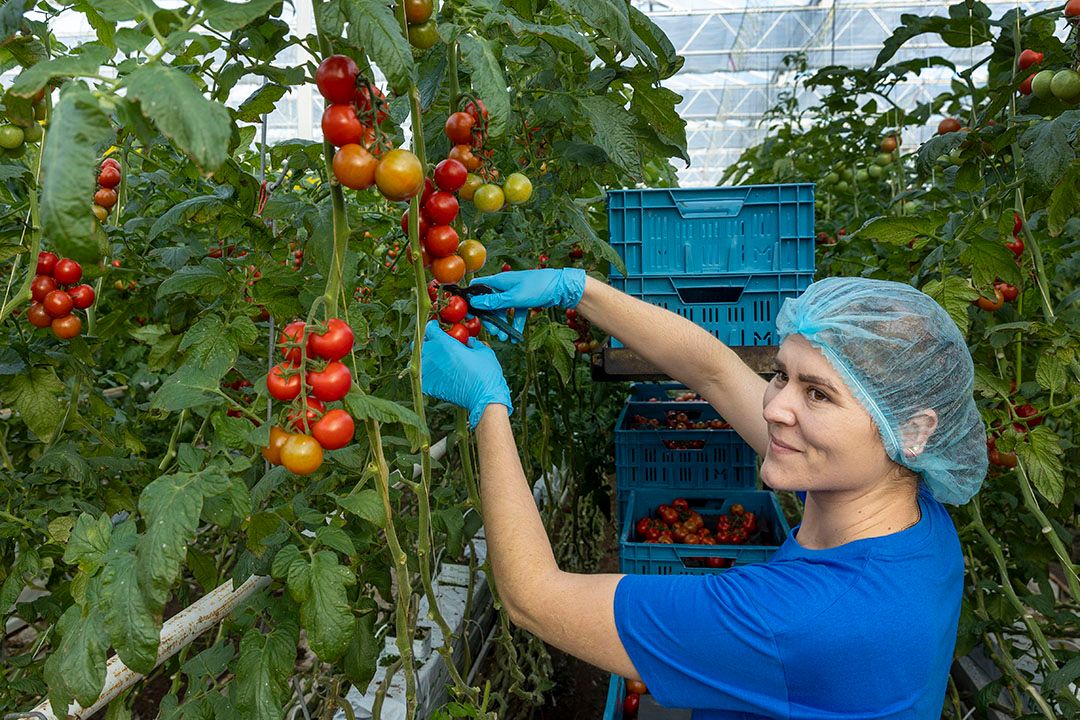 Dankzij veel licht zijn de tomaten van de laatste trossen weer wat grover. Foto: Roel Dijkstra