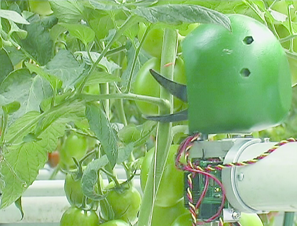 De vorige versie van de Tomation-bladplukrobot moest de stengels afzoeken om het blad te vinden. De nieuwe werkt met vision-techniek en is veel sneller.
