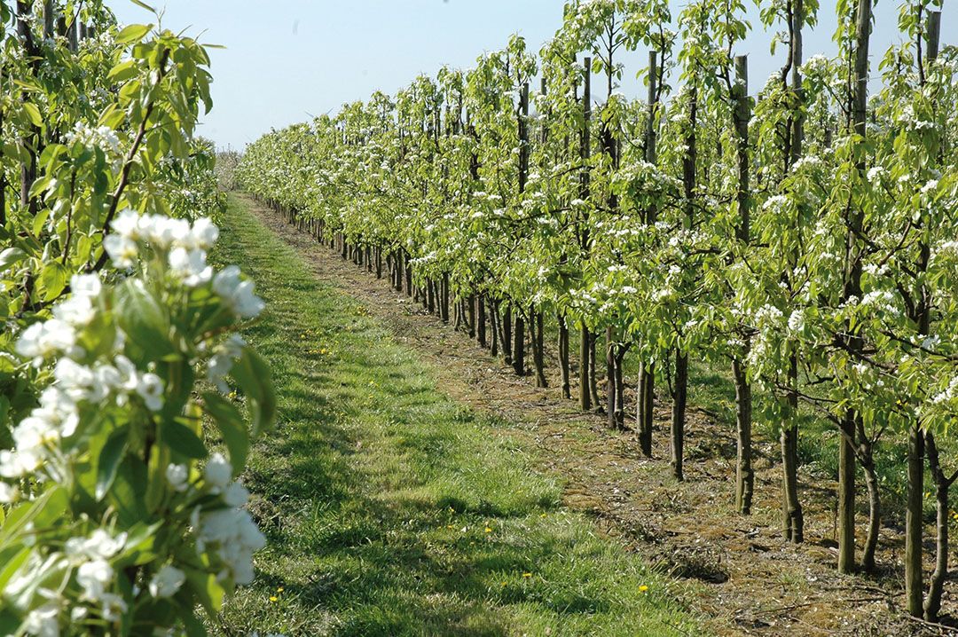 Jonge percelen hoeven niet extra bemonsterd te worden op chloormequat. - Foto: G&F