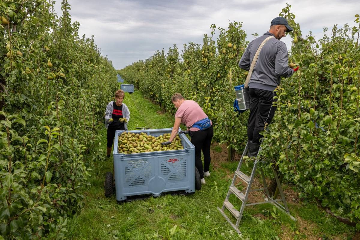 In 2024 oogstte Nederland 323.000 ton peren. Foto: Peter Roek