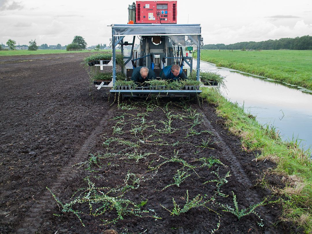 Het planten van cranberry in 2015 in de Krimpenerwaard door The Cranberry Company