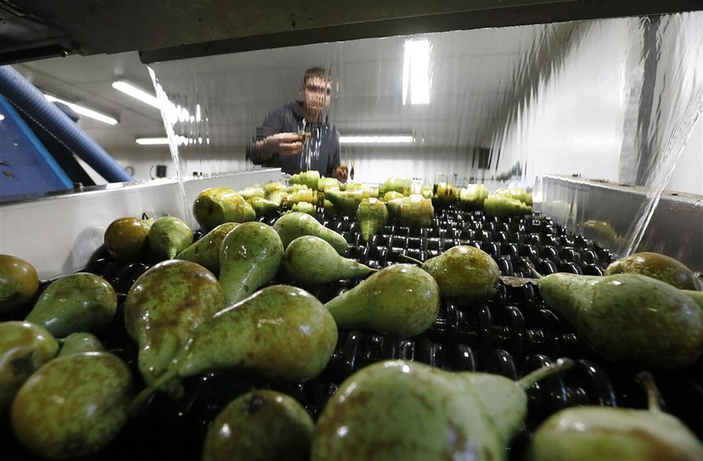 De totale EU-productie 2020 van peren wordt geschat op 2.199.000 ton, dit is 12% meer dan vorig jaar. - Foto: ANP
