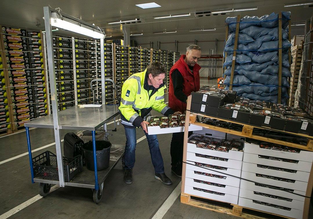 Paprikasnuitkever wordt bij inspecties op import nog wel eens aangetroffen. Foto©Roel Dijkstra Fotografie / Foto Ineke Kamp