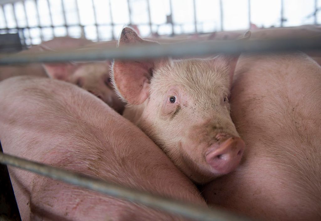 Amerikaans varkensbedrijf.  FAO verwacht dat Amerika meer varkensvlees gaat uitvoeren. Foto: ANP
