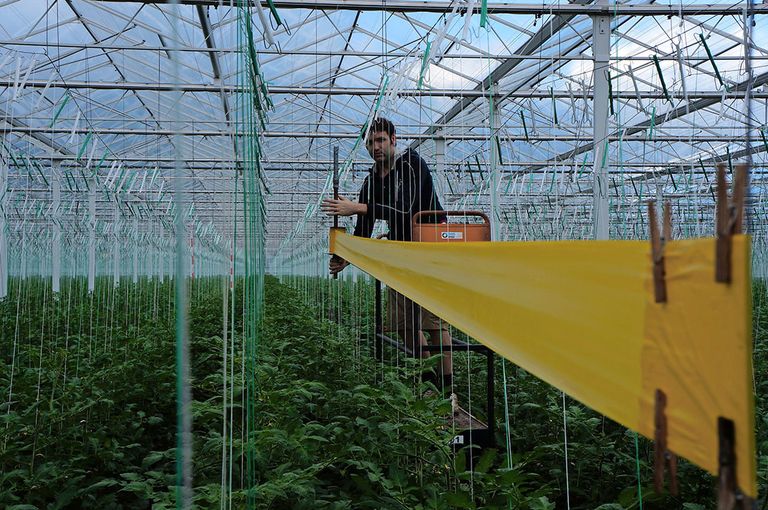 Plaagbestrijding en biodiveriteit in de kas. Een gelukkige combinatie? - Foto: Gerard Boonenkamp.