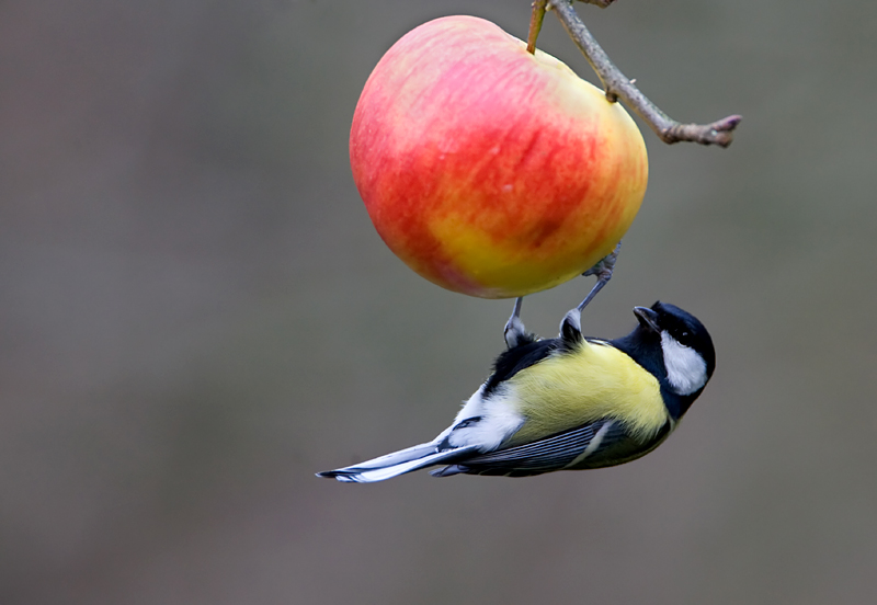 De afgelopen jaren zorgden zangvogels voor miljoenenschade aan fruitgewassen.</p> <p>foto: H.J. de Groot