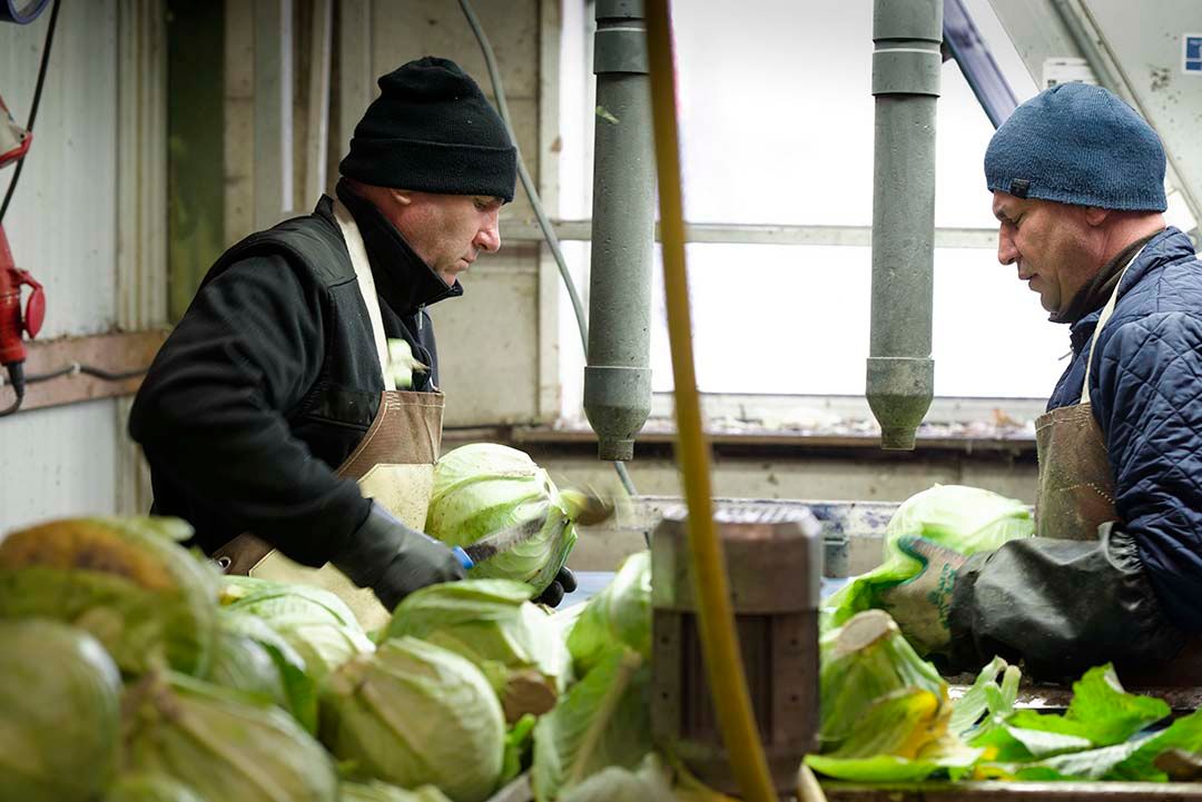 In januari verliep de afzet van sluitkool naar wens met prima prijzen voor de tijd van het jaar. Foto: Lex Salverda.