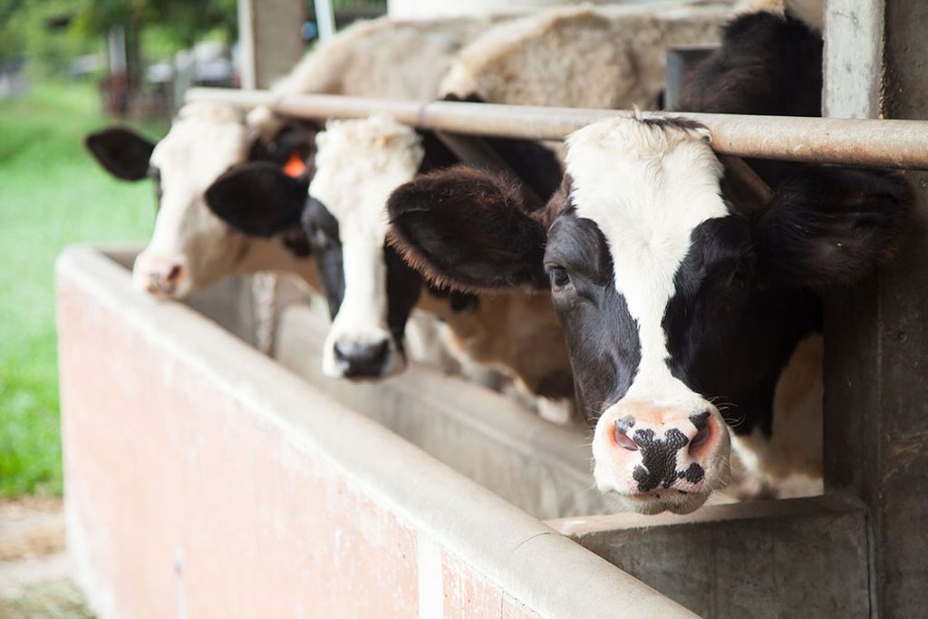 Volgens Anita stemmen onze vertegenwoordigers in met een extreme vorm van Dierwaardige veehouderij, maar zorgen niet voor een Boerwaardige veehouderij. Foto: Canva