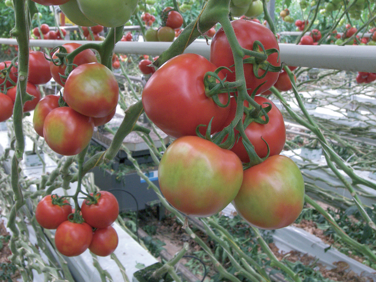 Toch tijdelijke vrijstelling voor V10 tegen &apos;pepino&apos; in tomaat