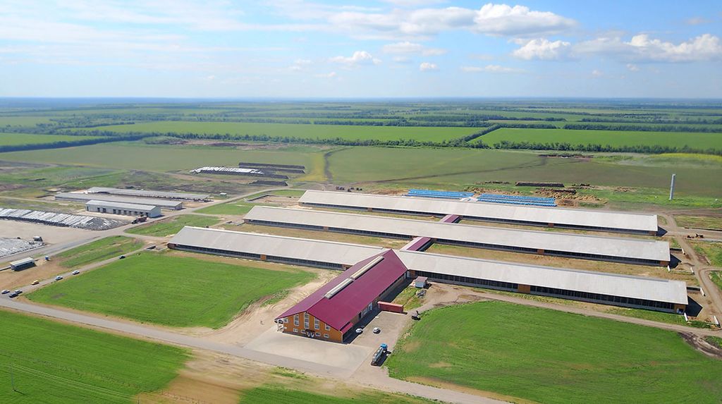 Het Russische bedrijf EkoNiva bouwt nieuwe melkveebedrijven en zuivelfabrieken in Rusland. Het wil de productie opvoeren en zijn producten exporteren. Foto: Vladislav Vorotnikov
