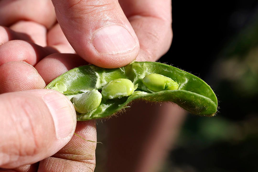 Hoewel het sojagewas in Nederland toeneemt, blijft het in de gehele EU nagenoeg op hetzelfde niveau. Foto: Ton Kastermans Fotografie