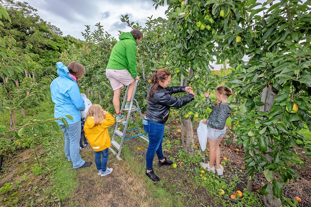 De eerste appels zijn al in de zelfpluk. - Foto's: Peter Roek