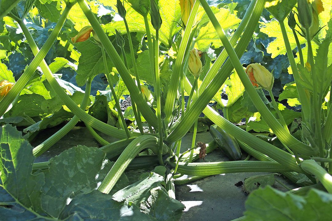 Courgetteplant. - Foto: Stan Verstegen