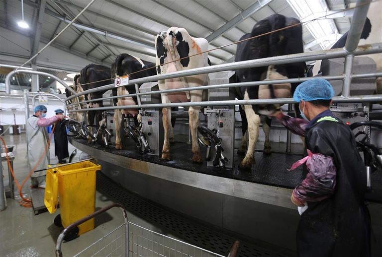 Koeien worden gemolken op een boerderij in Yinan, China. Recordhoge melkprijzen resulteren in verdere uitbreiding van de Chinese melkveehouderij. - Foto: ANP