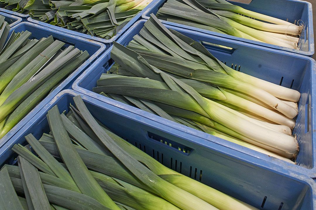Prei droeg bij aan de hogere prijzen voor vollegrond.  - Foto: Misset