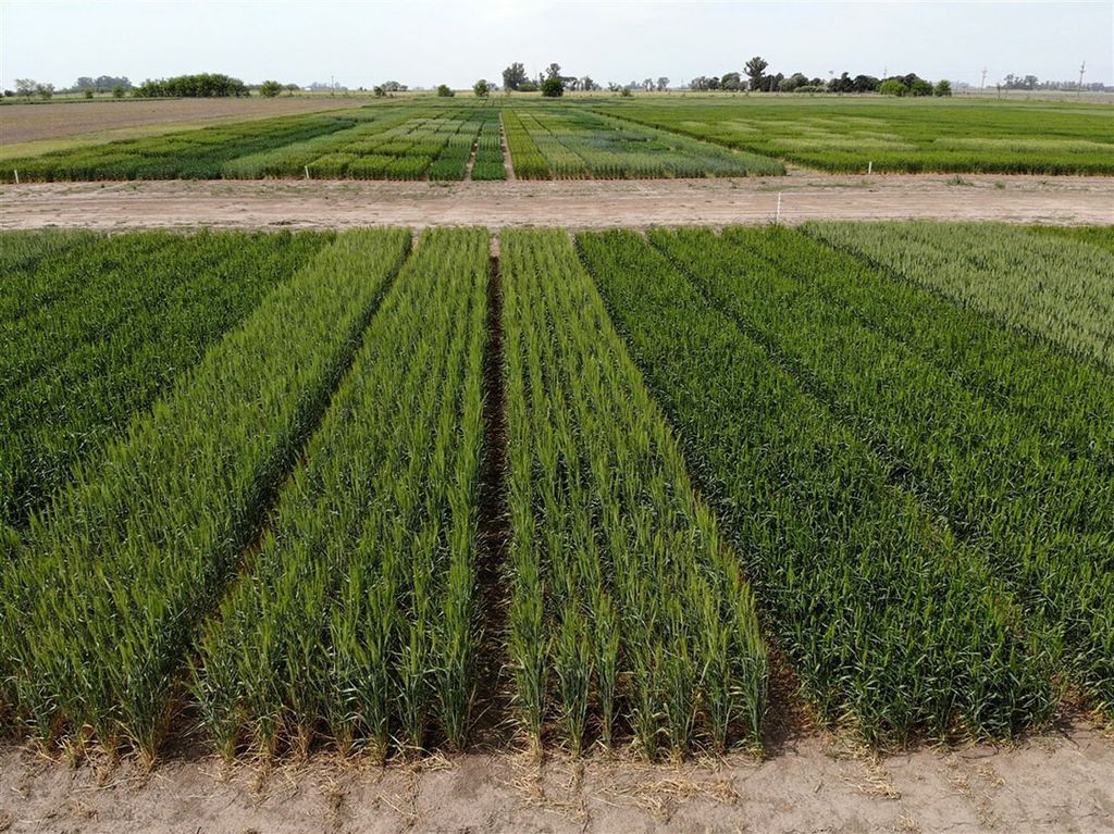 Luchtfoto van GMO-tarwe van Bioceres (bovenste rijen), geplant naast natuurlijke tarwe in een demo-veld in Pergamino, ten noordwesten van Buenos Aires. - Foto: AFP