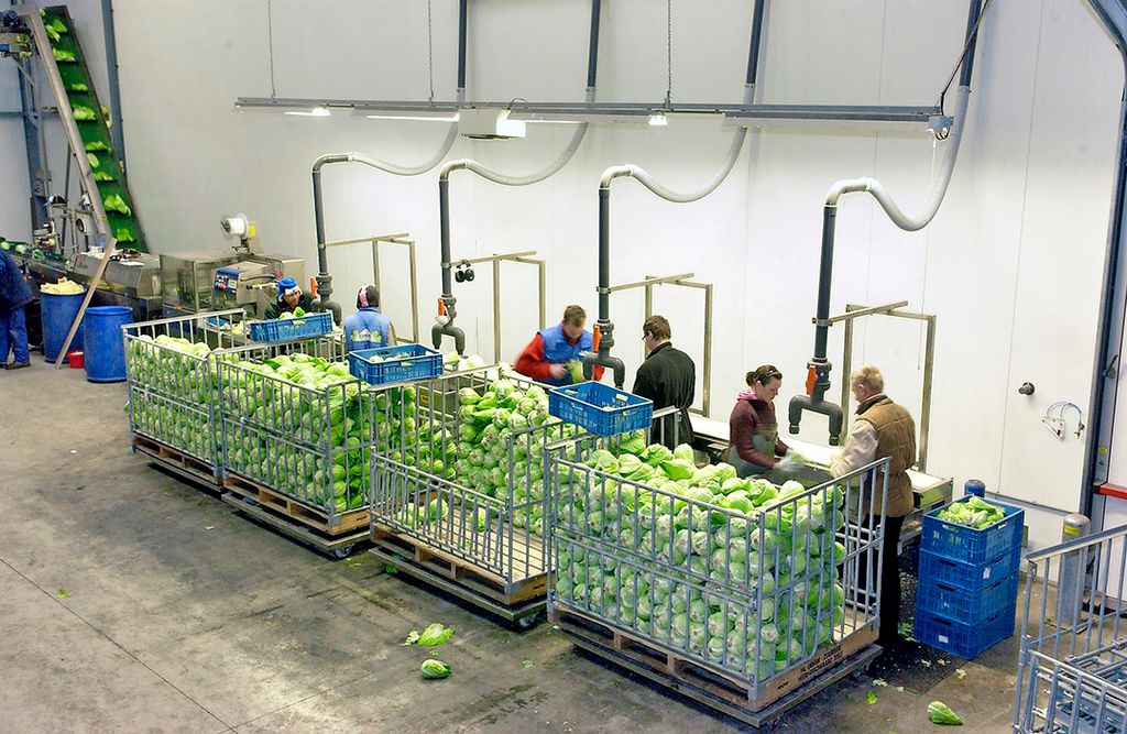 Spitskool wordt klaargemaakt voor de supermarkt. Leveranciers aan supermarkten zagen hun omzet wat toenemen. - Foto: Wick Natzijl