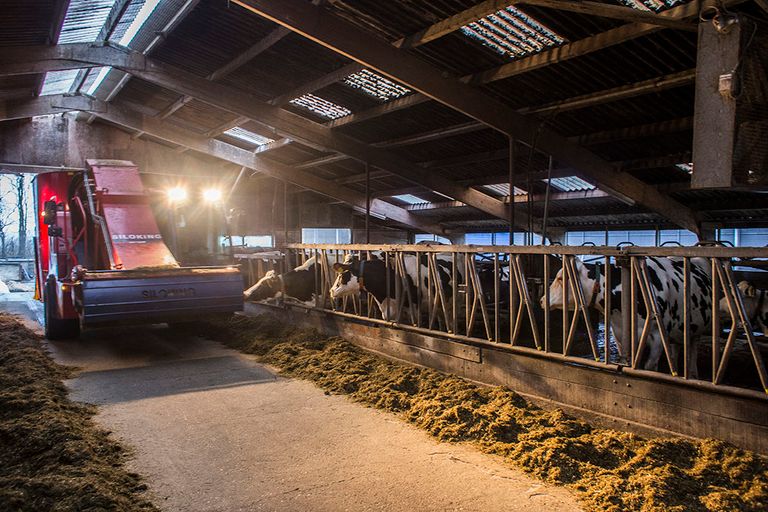 Uiteindelijk moet de nieuwe stroom soja de huidige stroom met het RTRS-label vervangen. Die wordt sinds 2015 in het veevoer verwerkt. - Foto: Jan Willem van Vliet