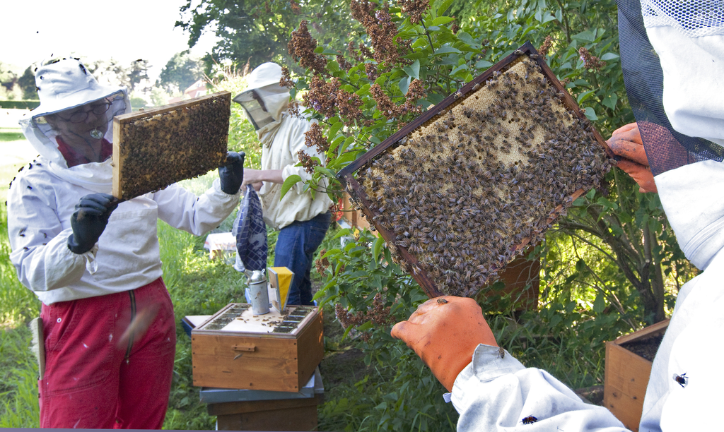 De varroamijt is een groter probleem voor bijen dan gewasbeschermingsmiddelen. Imkers zijn bezig een varroamijtvrij volk te telen.