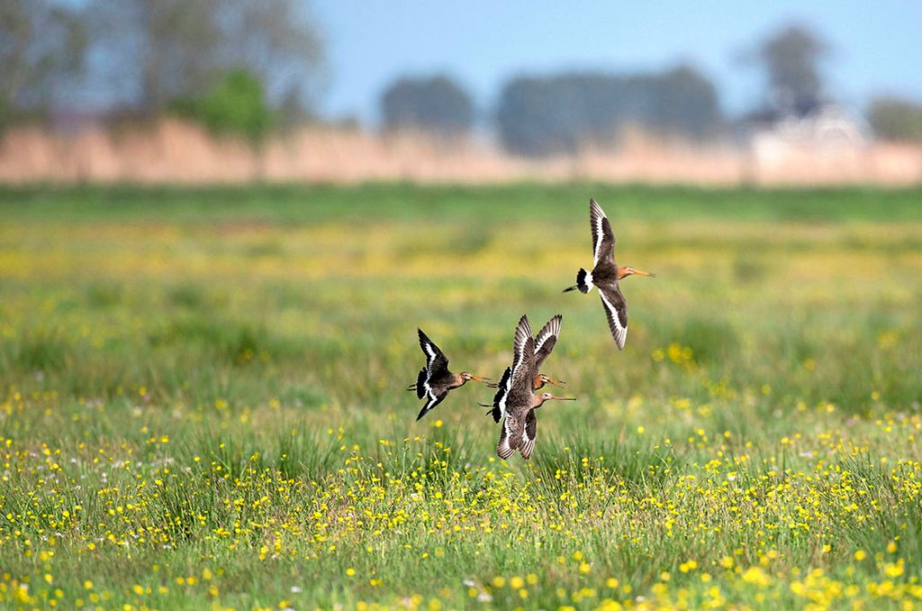 In Nederland hebben we wat met 'cultuurvolgers' zoals deze weidevogels.Daarvoor zou je reservaten met extensieve landbouw kunnen inrichten, zegt Hidde Boersma. - Foto: Mark Pasveer