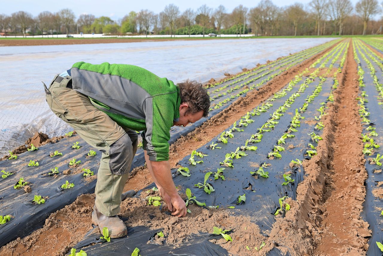 Op 18 maart is sprake van een heuse ‘plantpiek’ op het bedrijf van Joep van de Bool. Foto: Bert Jansen