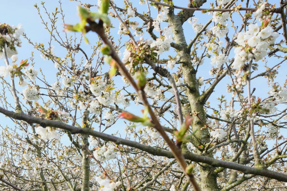 De vroegste kersenrassen van Alkema bloeiden al ruim voor Pasen. – Foto: Roel Dijkstra Fotografie / Fred Libochant