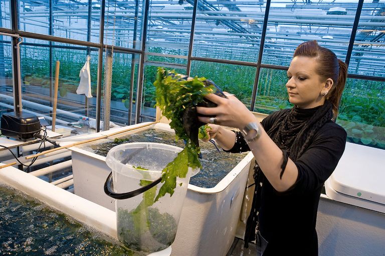 Onderzoek aan de Wageningen Universiteit naar de teelt van zeewier.  - Foto: Koos Groenewold