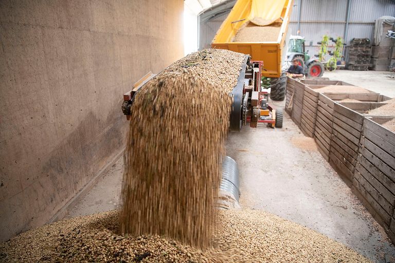 Het lossen van geoogste veldbonen. FlevoVeldboon gaat verder met het telen van de bonen om de kennisvoorsprong te behouden en om de afzet in de korte keten te vergroten. Foto: Mark Pasveer