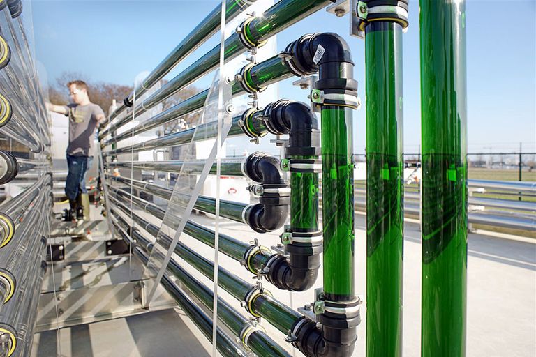 Het Algae Production and Research Center in Wageningen ontwikkelt de kennis en technologie die nodig is om op grootschalige wijze microalgen te telen als grondstof voor voedsel, veevoer, brandstof en chemicaliën. - Foto: ANP