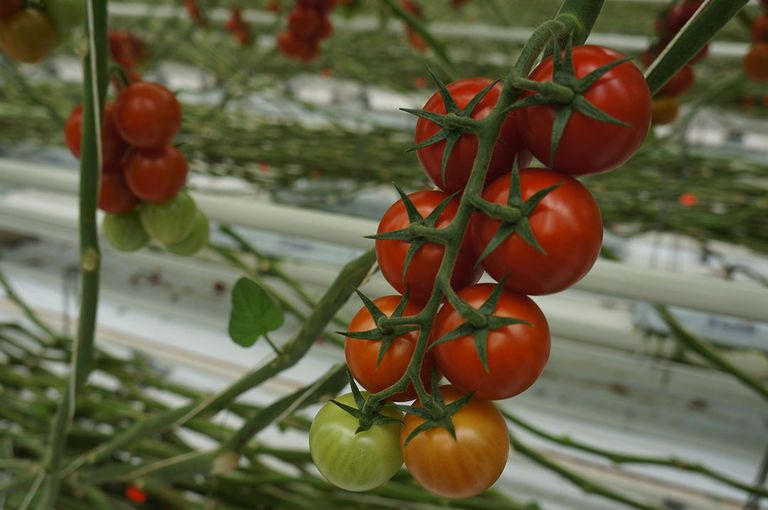 resistente tomatenrassen ToBRFV
