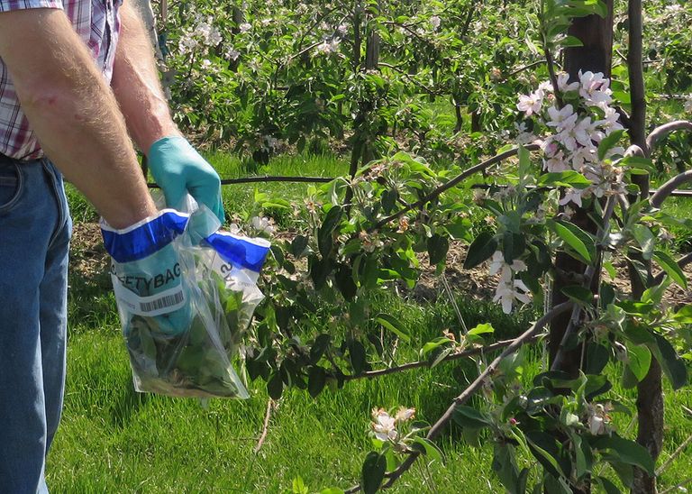 Fruitonderzoek en onderwijs gestimuleerd met miljoenen uit regiodeal Rivierenland. Foto: Ton van der Scheer.