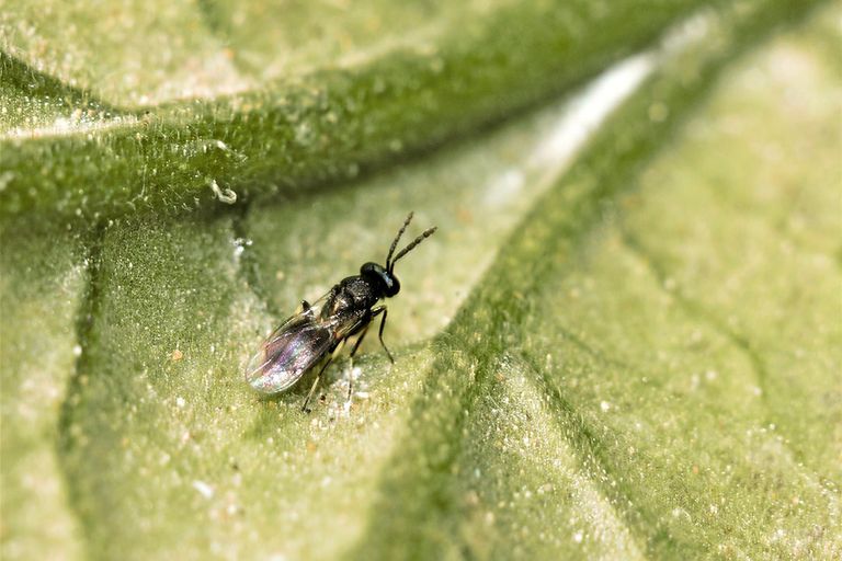 Nuttige insecten, zoals bestuivers en biologische bestrijders van plagen, voeden zich met honingdauw als nectar schaars is - Foto: Jan van der Blom.