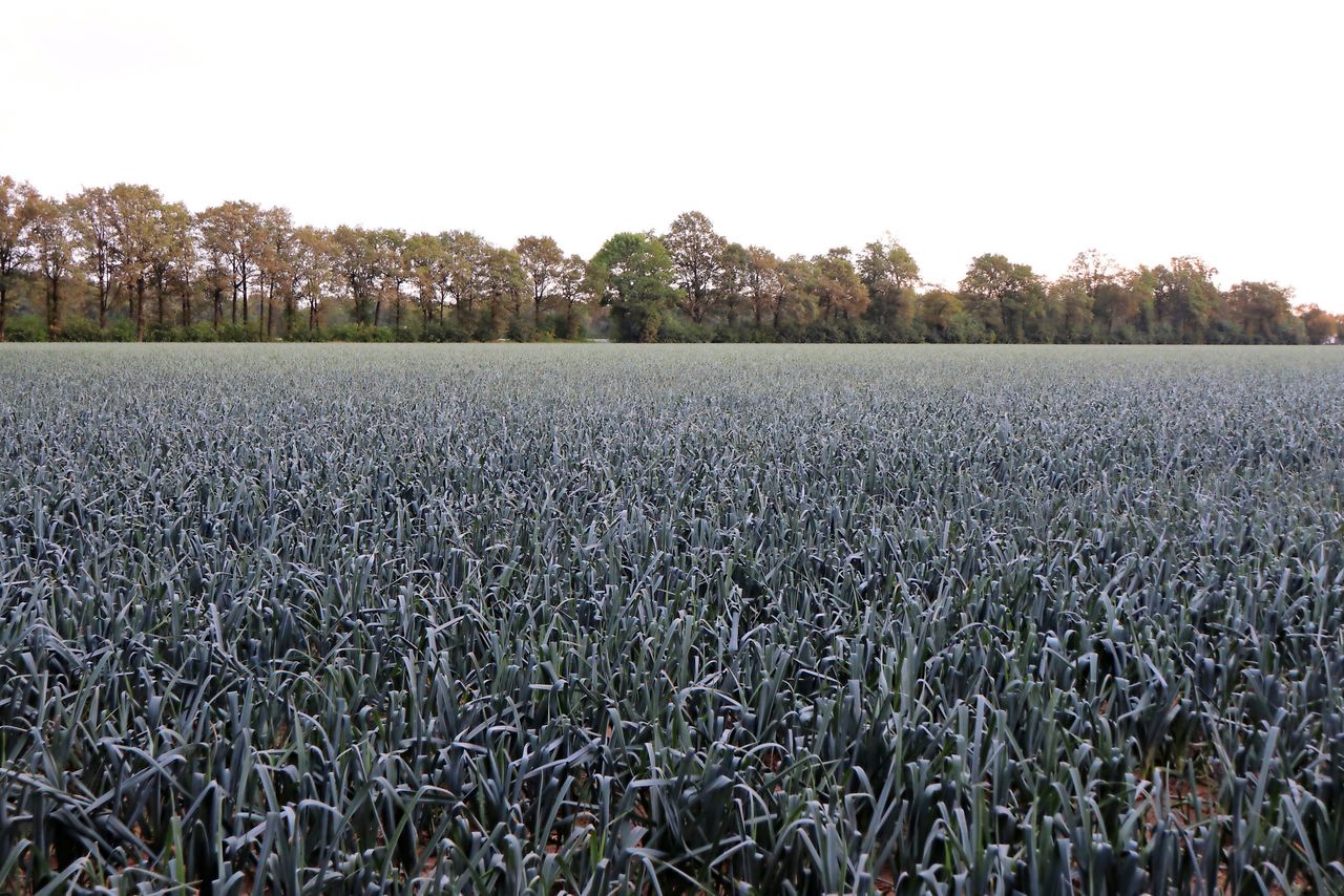 Het is voor de preiprijzen hopen op meer herfst- of winterachtig weer. Archieffoto: Stan Verstegen