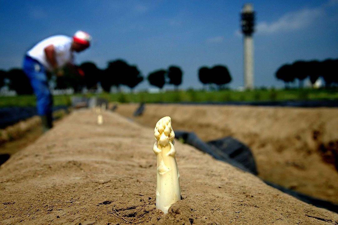 Archieffoto. Asperges steken in Limburg. - Foto: ANP