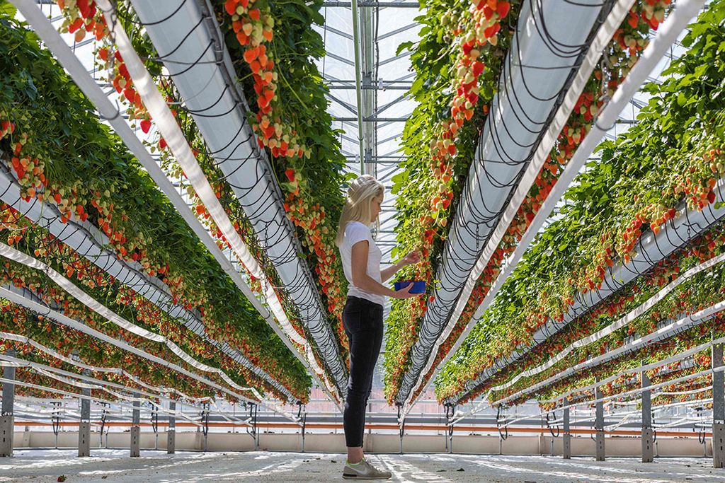 In het Duitse stadje Visbek is het oogsttijd in de aardbeien.   Foto: AFP