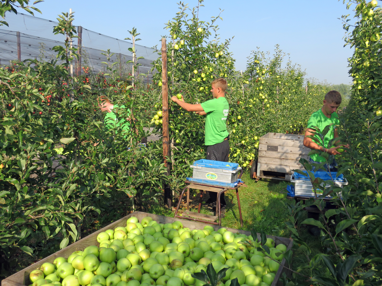 Drie van de 22 Poolse stagiaires van de fruitteeltschool in Sandomierz. - foto: G&F