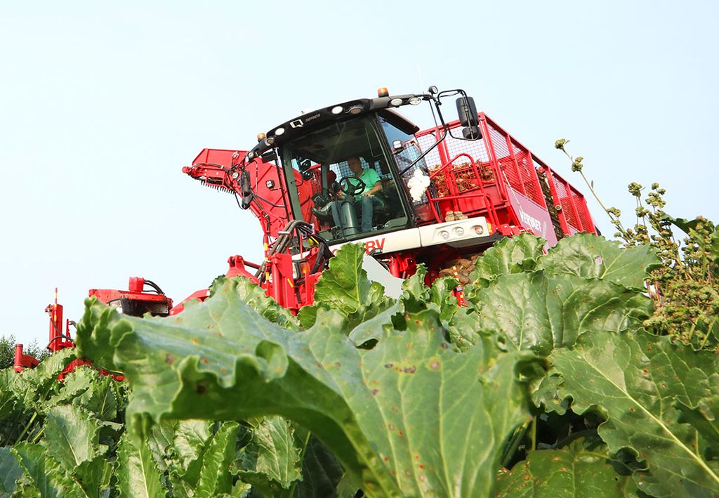 Oogst suikerbieten. Foto: Henk Riswick