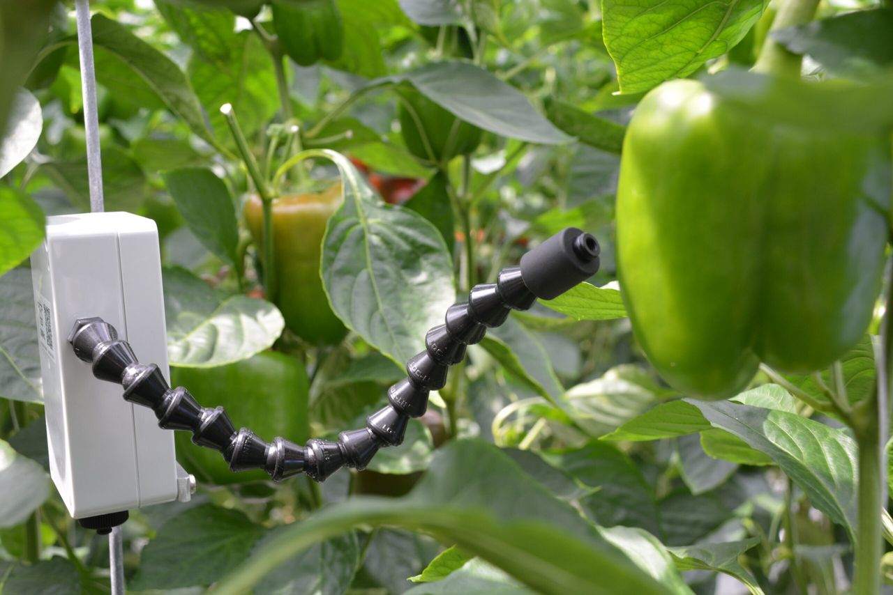 Paprika &#x0D;Voordelen vruchttemperatuurmeting