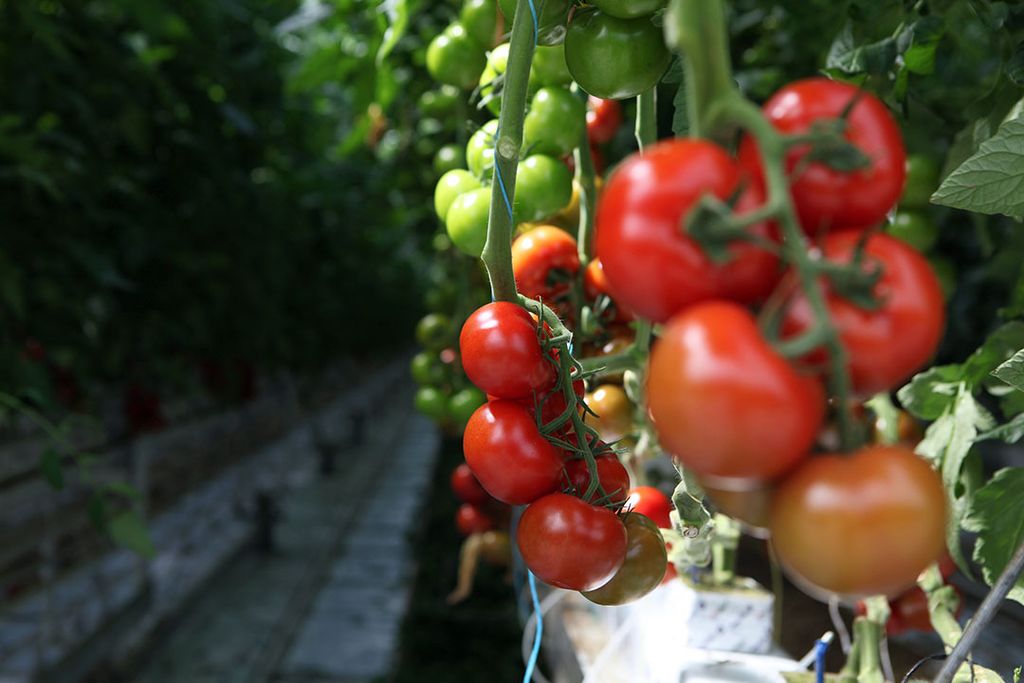 Uitzonderlijke tomatenprijzen in de EU