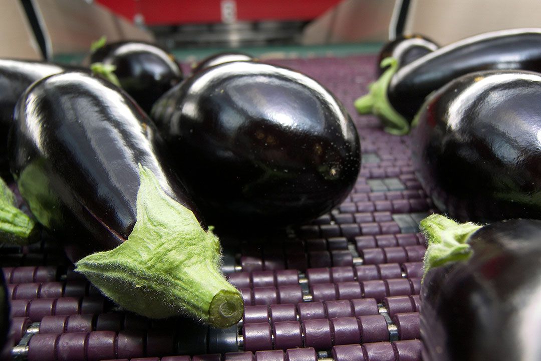 Auberginemarkt omgeslagen. - Foto: Gerard Boonekamp