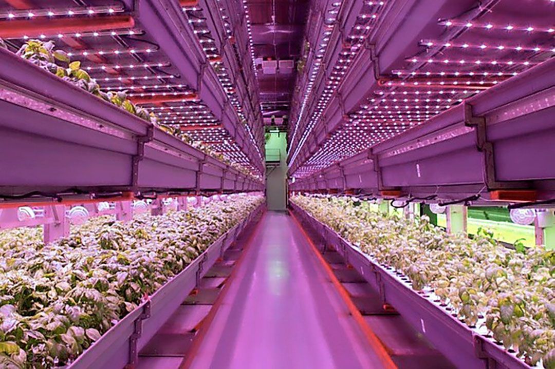 Vertical farming. - foto: Ton van der Scheer