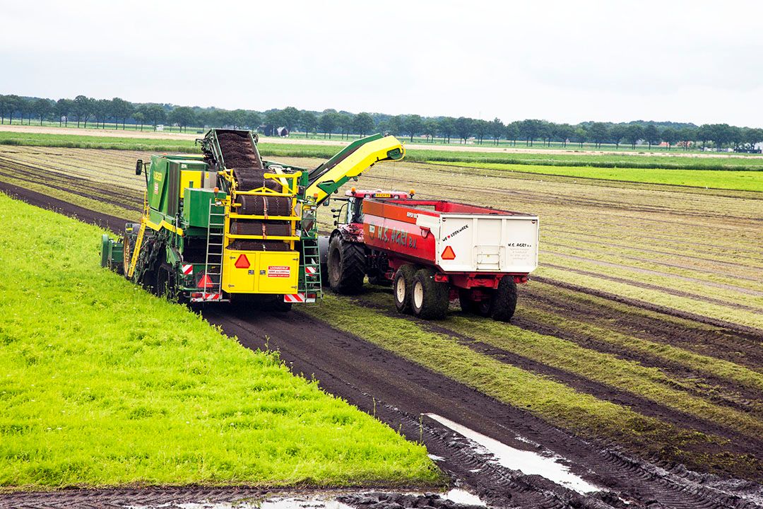 Wortels oogsten voor de conservenindustrie. - Foto: Koos van der Spek