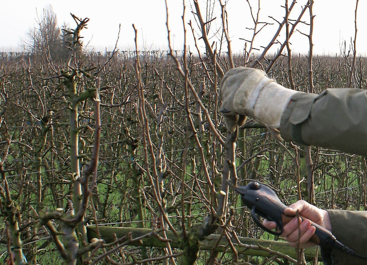 Snoeiwerk in perenteelt. Foto: Groenten&Fruit
